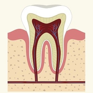 Human tooth and gum anatomy